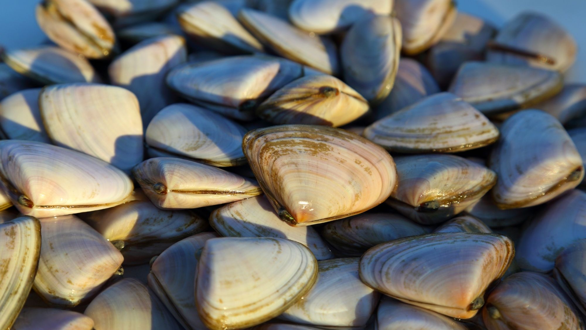 better-fresher-shellfish-the-answer-is-modern-live-fish-transport